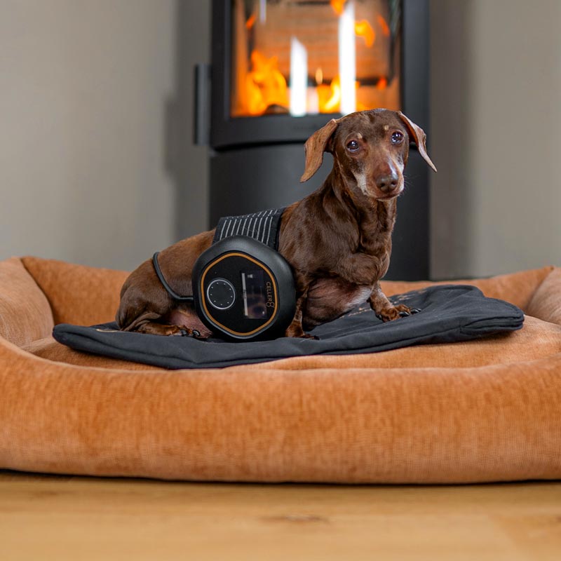Dog sat on small pet mat with CELLER8 around body