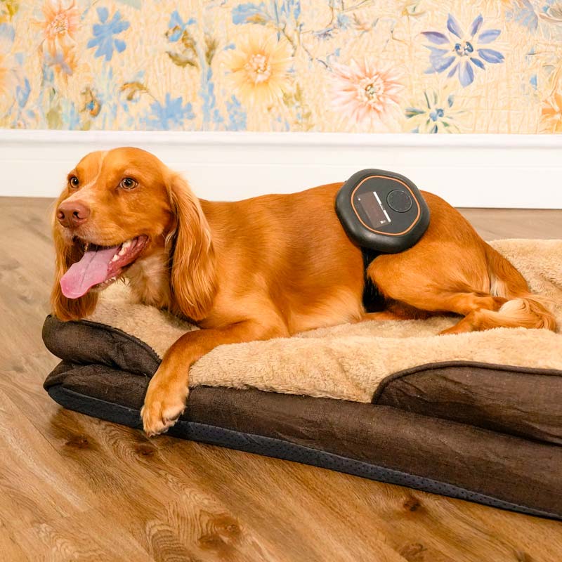 Dog using CELLER8 PEMF therapy around back legs