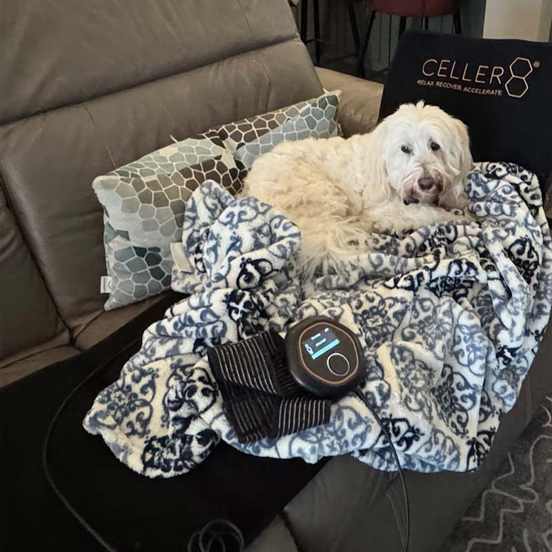 CELLER8 on sofa with dog- Brenda Williams