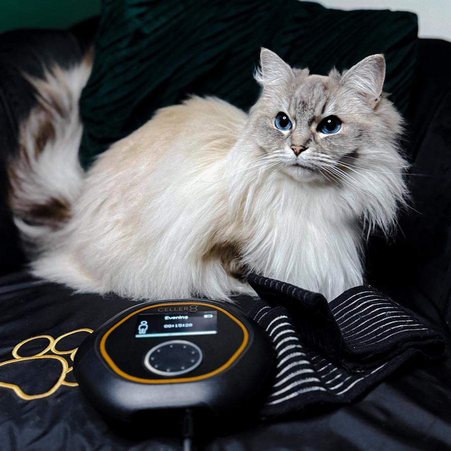 Cat on CELLER8 large pet mat