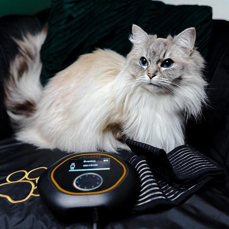 Cat on CELLER8 large pet mat