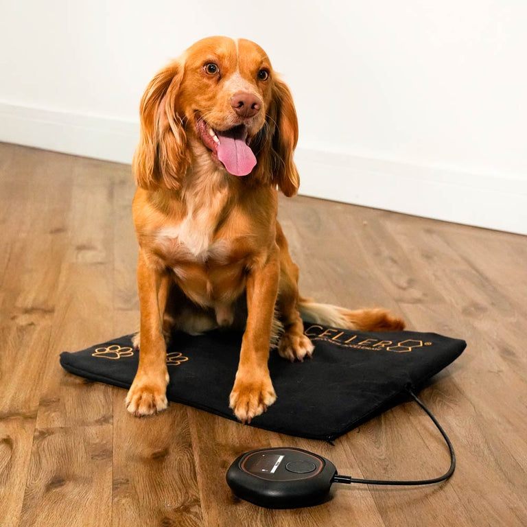 Springer sat on CELLER8 pet mat