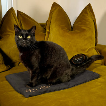 Cat sat on CELLER8 small pet mat on sofa