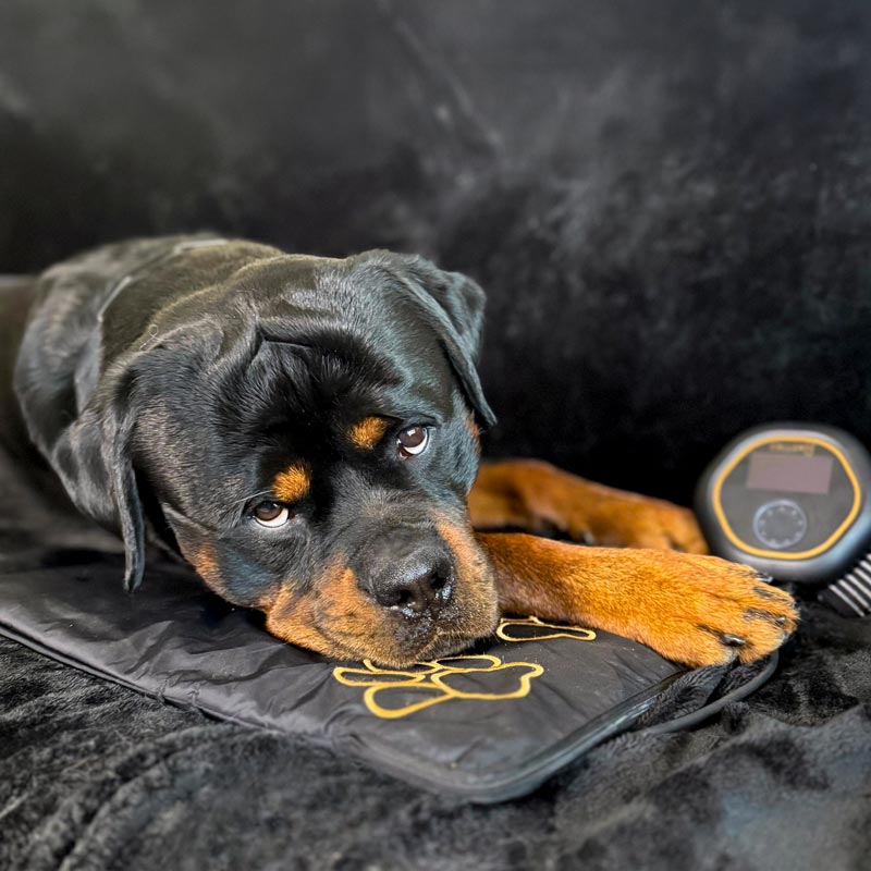 Bentley the Rottweiler (Rottweiler Dog) using CELLER8 pet mat