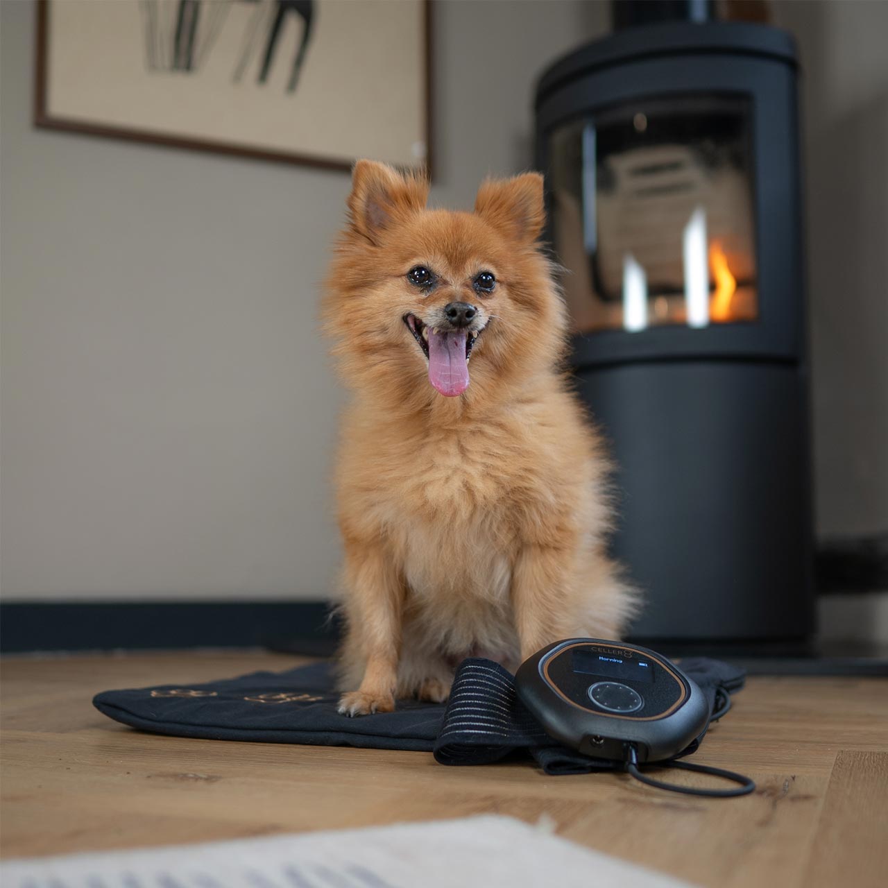 Pomegranate (pomeranian Dog) using CELLER8 pet mat