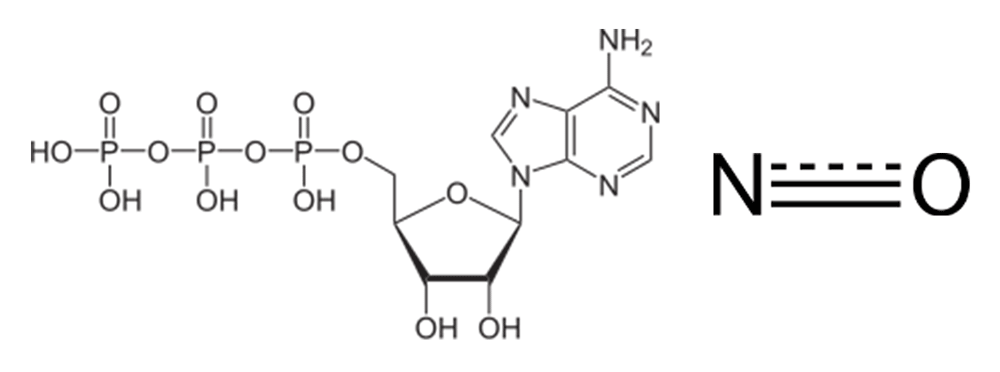 ATP and nitric oxide chemical structure