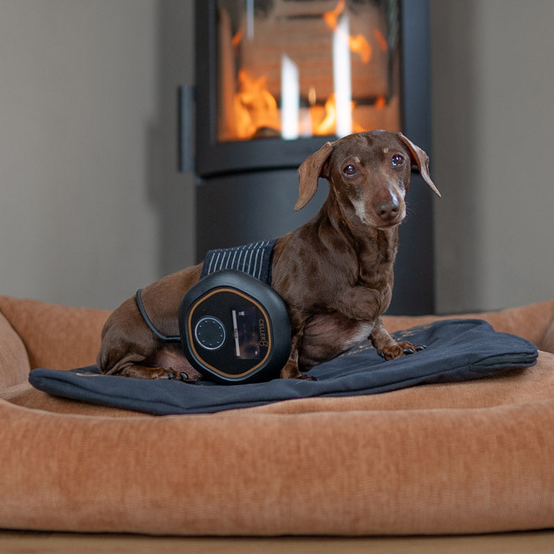 Sausage dog wearing CELLER8 while laying on the full body mat